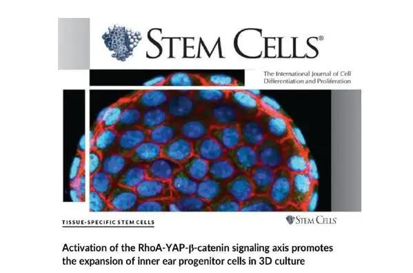 听觉干细胞研究的最新突破与进展
